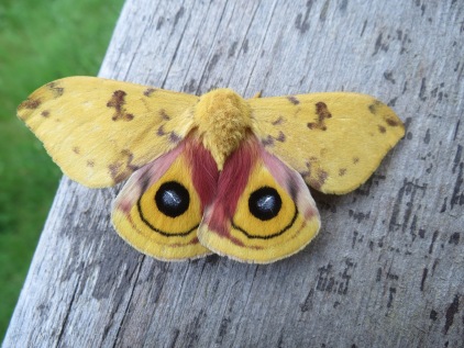 Species of the Week: The Io Moth | Friends of Murphys Point Park